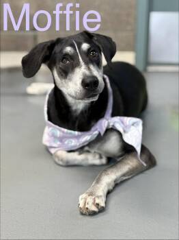 Moffie -  Labrador Retriever and Mixed Breed Dog for Adoption in Zimmerman, Minnesota - Moffie | PetCurious