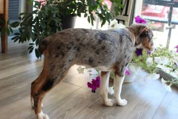 1218 Dolly -  Australian Shepherd and Airedale Terrier Dog for Adoption in Ringwood, Illinois - 1218 Dolly | PetCurious
