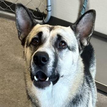 110646 -  Mixed Breed Dog for Adoption in Las Cruces, New Mexico - 110646 | PetCurious
