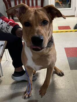 Rescue German Shepherd Dog and Mixed Breed Dogs for Adoption in Warren, Michigan - Saber | PetCurious