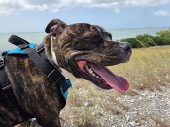 Zeus -  American Staffordshire Terrier Dog for Adoption in Key West, Florida - Zeus | PetCurious