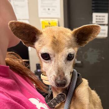 Jazz -  Mixed Breed Dog for Adoption in Yuma, Arizona - Jazz | PetCurious