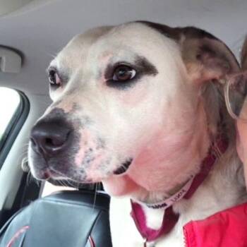 Terrier Dogs Available for Adoption - Lucy | PetCurious