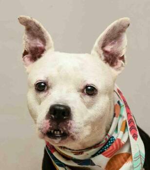 Alpha -  Terrier Dog for Adoption in Sanford, Florida - Alpha | PetCurious