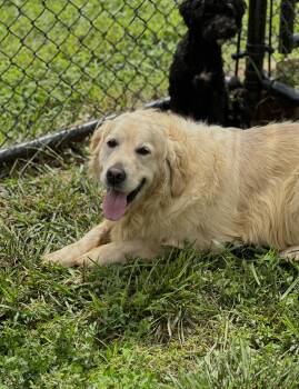Dusty -  Golden Retriever Dog for Adoption in Chester Springs, Pennsylvania - Dusty | PetCurious