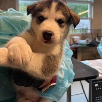 Rocket -  Mixed Breed Dog for Adoption in Huntington, West Virginia - Rocket | PetCurious
