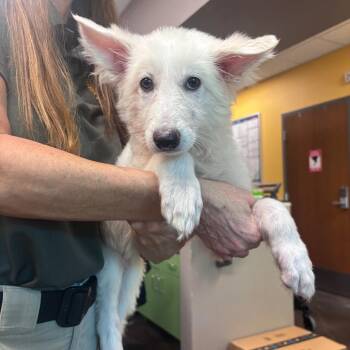 Mayonnaise -  Mixed Breed Dog for Adoption in Norman, Oklahoma - Mayonnaise | PetCurious