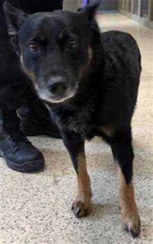 BUBBA GUMP -  Shepherd and Mixed Breed Dog for Adoption in Riverside, California - BUBBA GUMP | PetCurious