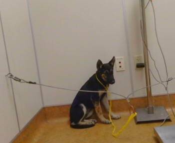 DOROTHY -  German Shepherd Dog Dog for Adoption in Sacramento, California - DOROTHY | PetCurious