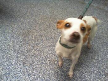 Chihuahua and Mixed Breed Dogs Available for Adoption - MACHO MAN | PetCurious