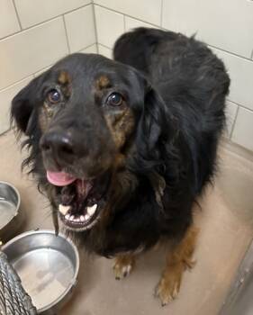 Rescue English Setter and Mixed Breed Dogs for Adoption in New Albany, Indiana - Jagger | PetCurious