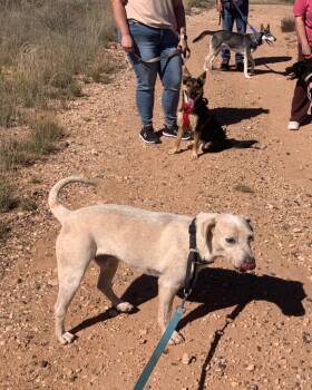 Labrador Retriever and Mixed Breed Dogs Available for Adoption in Tucumcari, New Mexico - Chance | PetCurious