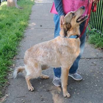 HOPE -  Cattle Dog and Mixed Breed Dog for Adoption in Richmond, California - HOPE | PetCurious