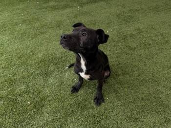 Labrador Retriever Dogs Available for Adoption - FABULOSO | PetCurious