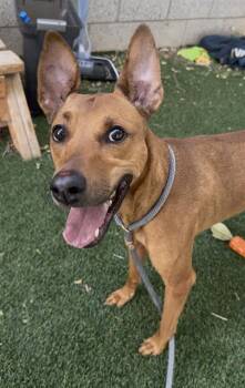 CELERY -  Whippet and Pit Bull Terrier Dog for Adoption in West Valley City, Utah - CELERY | PetCurious