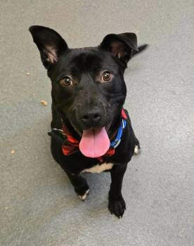 TJ -  Labrador Retriever and Terrier Dog for Adoption in Lovingston, Virginia - TJ | PetCurious