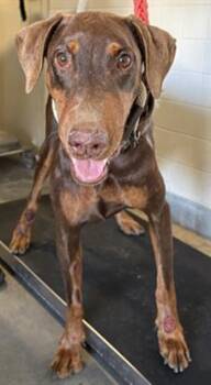 BIRCH -  Doberman Pinscher Dog for Adoption in Camarillo, California - BIRCH | PetCurious