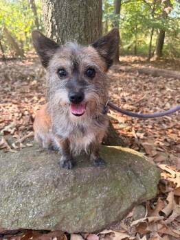 Pyewacket -  Mixed Breed Dog for Adoption in Wayne, New Jersey - Pyewacket | PetCurious