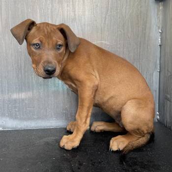 Hound Dogs Available for Adoption in San Antonio, Texas - A804400 | PetCurious