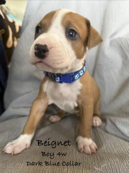 Beignet -  Pit Bull Terrier Dog for Adoption in Colorado Springs, Colorado - Beignet | PetCurious