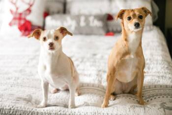CD Remy -  Chihuahua Dog for Adoption in Aurora, Indiana - CD Remy | PetCurious