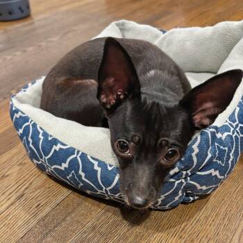 Migo -  Chihuahua Dog for Adoption in Baldwin, Maryland - Migo | PetCurious