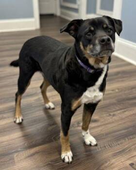 Shepherd and Mixed Breed Dogs Available for Adoption - Abby | PetCurious
