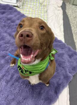 Mixed Breed Dogs Available for Adoption in Detroit, Michigan - Golden Carrot | PetCurious