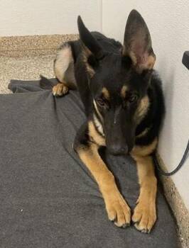 Calliope -  German Shepherd Dog Dog for Adoption in Vancouver, Washington - Calliope | PetCurious