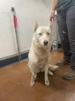 Diamond -  Siberian Husky and Husky Dog for Adoption in Chico, California - Diamond | PetCurious