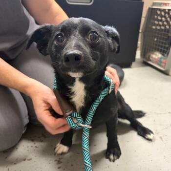 Pepper -  Mixed Breed Dog for Adoption in Washougal, Washington - Pepper | PetCurious