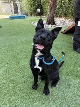 GOOBEAR -  Pit Bull Terrier and Mixed Breed Dog for Adoption in San Jose, California - GOOBEAR | PetCurious