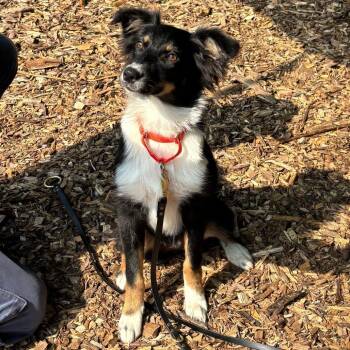 Kelby -  Border Collie Dog for Adoption in Briarcliff Manor, New York - Kelby | PetCurious