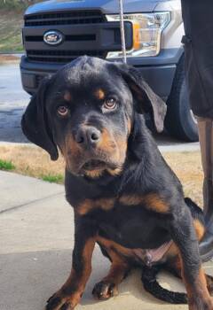 Rottweiler Dogs Available for Adoption - Crème Brûlée | PetCurious