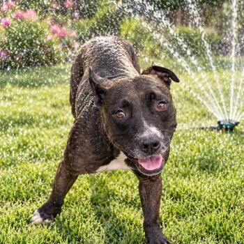 Sage -  Pit Bull Terrier and Staffordshire Bull Terrier Dog for Adoption in East St. Louis, Illinois - Sage | PetCurious