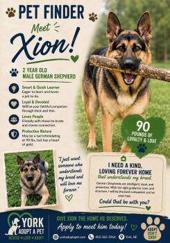 Xion -  German Shepherd Dog Dog for Adoption in York, Nebraska - Xion | PetCurious