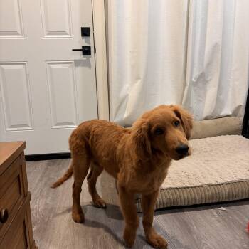 Golden Retriever Dogs Available for Adoption in Torrance, California - Miloo | PetCurious