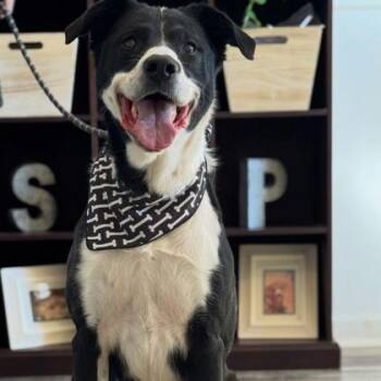 Mixed Breed Dogs Available for Adoption - Stormy | PetCurious