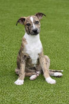 Catahoula Leopard Dog Dogs Available for Adoption - Earl - Beautiful Puppy With A Sparkle In His Eye | PetCurious
