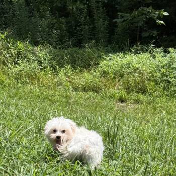 LOVE BUG -  Maltese Dog for Adoption in Chicopee, Massachusetts - LOVE BUG | PetCurious
