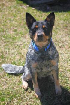 Australian Cattle Dog Blue Heeler Dogs Available for Adoption in Hayward, Wisconsin - Larry | PetCurious
