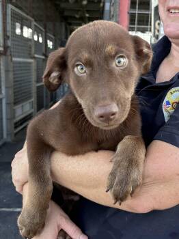 A litter - Arturo -  Labrador Retriever and Husky Dog for Adoption in Edna, Texas - A Litter - Arturo | PetCurious