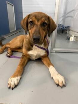 September -  Coonhound and Mixed Breed Dog for Adoption in Mount Pleasant, Iowa - September | PetCurious