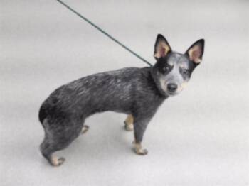 CLOE -  Australian Cattle Dog Blue Heeler and Mixed Breed Dog for Adoption in Omaha, Nebraska - CLOE | PetCurious