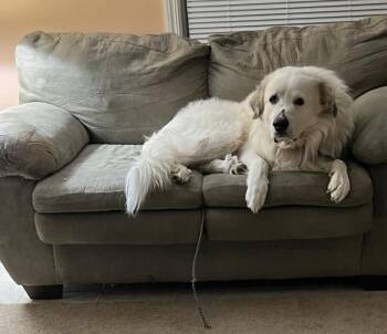 Rescue Great Pyrenees Dogs for Adoption in Pittsburgh, Pennsylvania - Doc | PetCurious