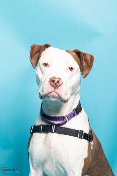 Mixed Breed Dogs Available for Adoption in Alexandria, Virginia - Amma | PetCurious