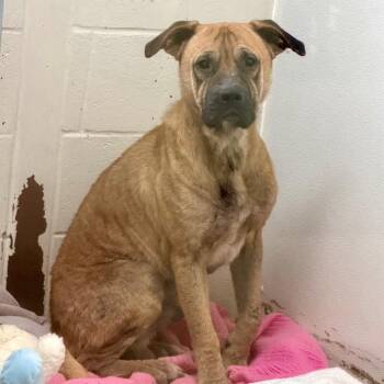 Mixed Breed Dogs Available for Adoption in Blairsville, Georgia - Benny | PetCurious