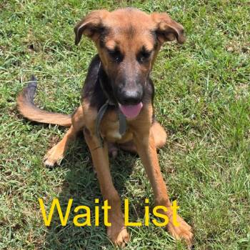 Bobby -  Mixed Breed Dog for Adoption in Livingston, Texas - Bobby | PetCurious