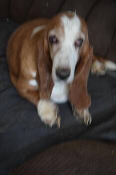 Summer -  Basset Hound Dog for Adoption in Pahrump, Nevada - Summer | PetCurious