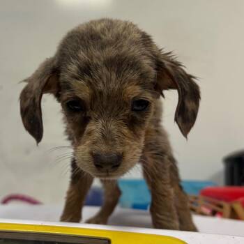 London -  Mixed Breed Dog for Adoption in Yuma, Arizona - London | PetCurious